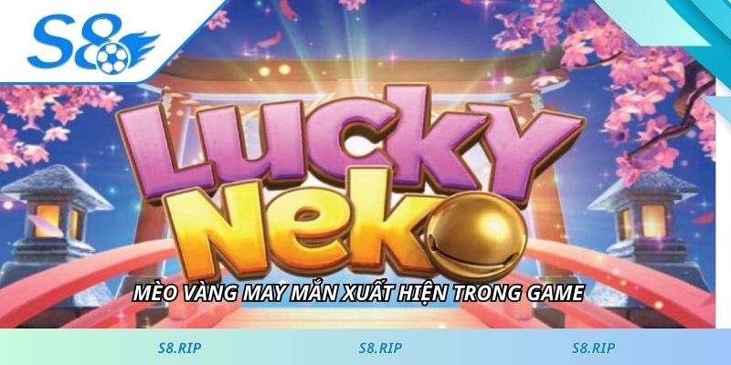 Mèo vàng may mắn xuất hiện